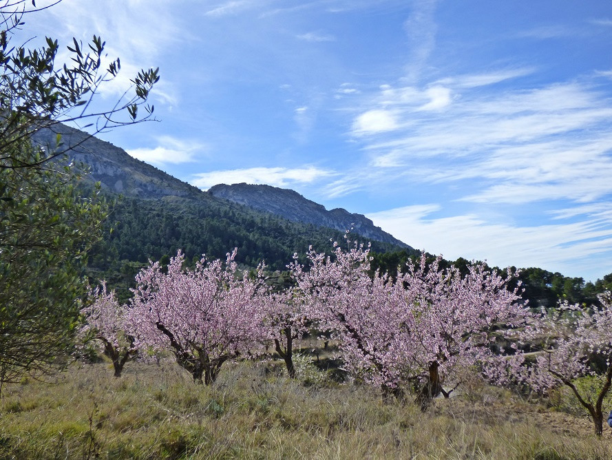 Mandelblüte im Vall de Seta