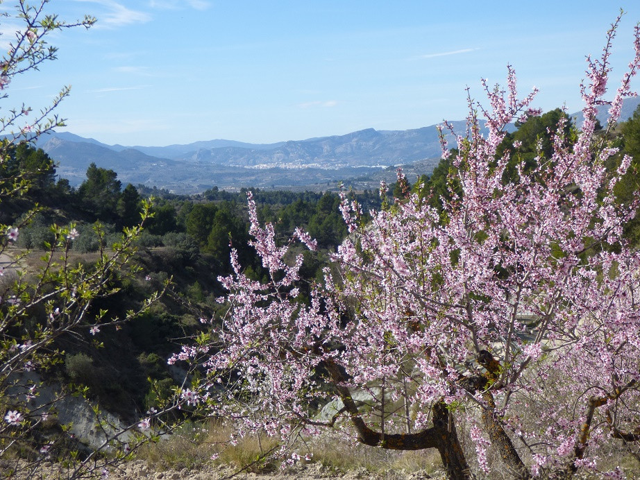 Mandelblüte im Vall de Seta
