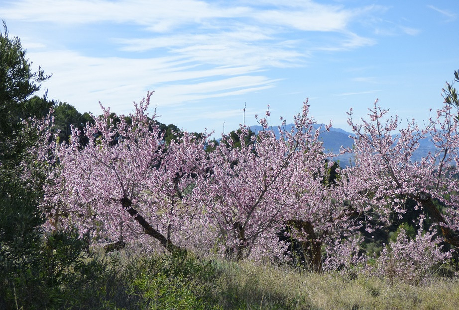 Mandelblüte im Vall de Seta