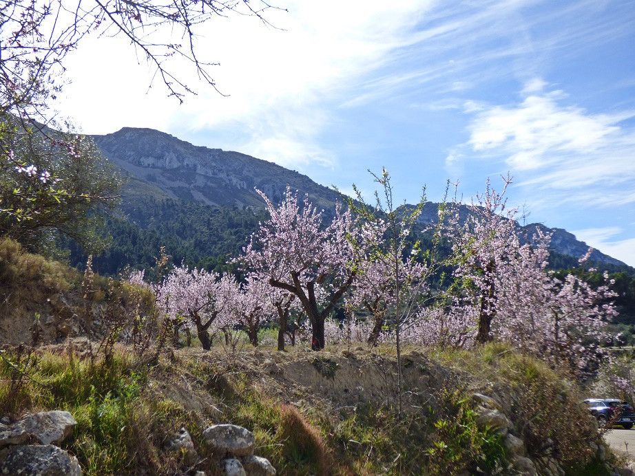 Mandelblüte im Vall de Seta