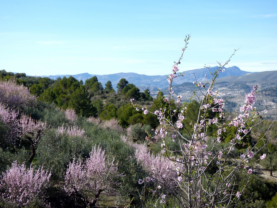 Mandelblüte im Vall de Seta