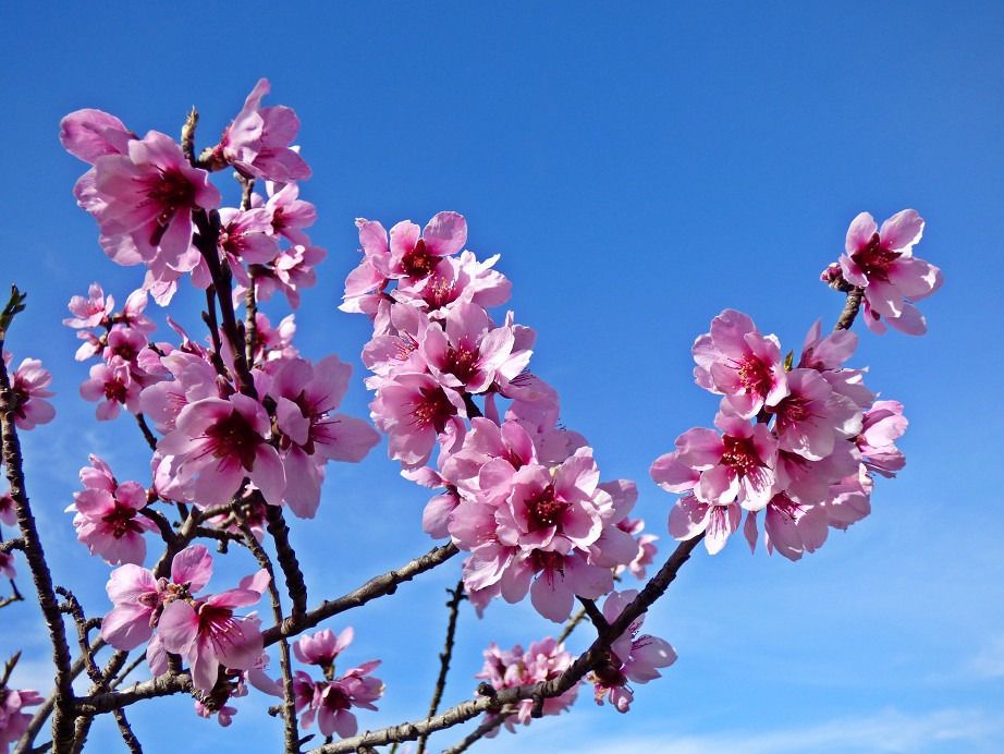 Mandelblüte im Vall de Seta