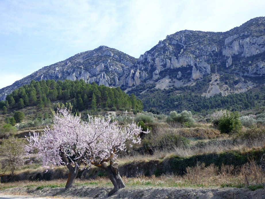 Mandelblüte im Vall de Seta