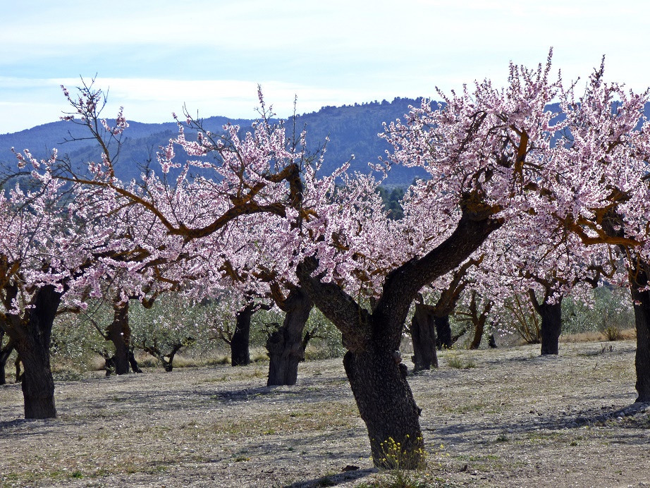 Mandelblüte im Vall de Seta