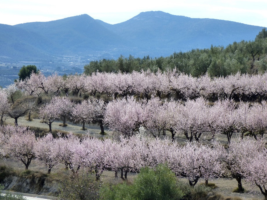 Mandelblüte im Vall de Seta