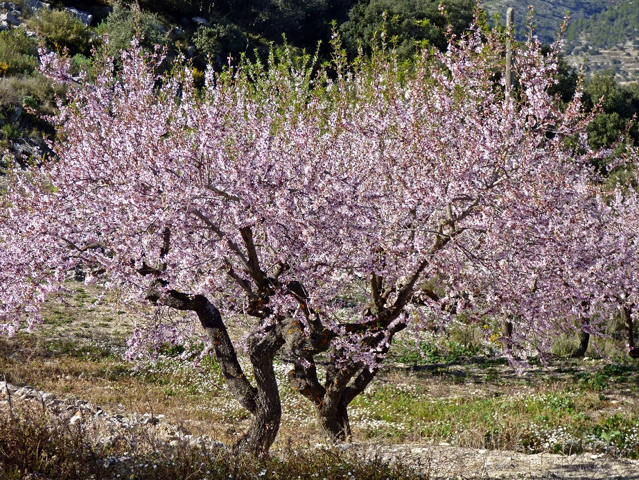 Mandelblüte im Vall de Seta