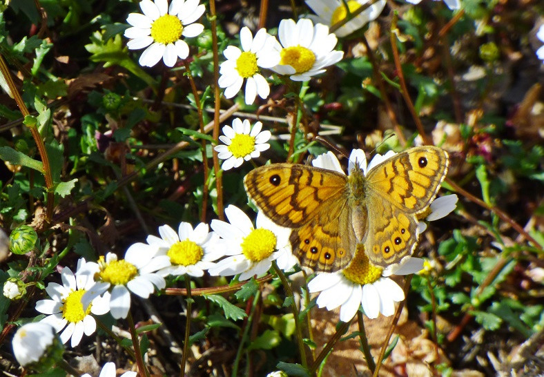 Frühling