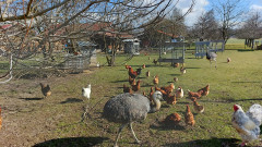 Tiere