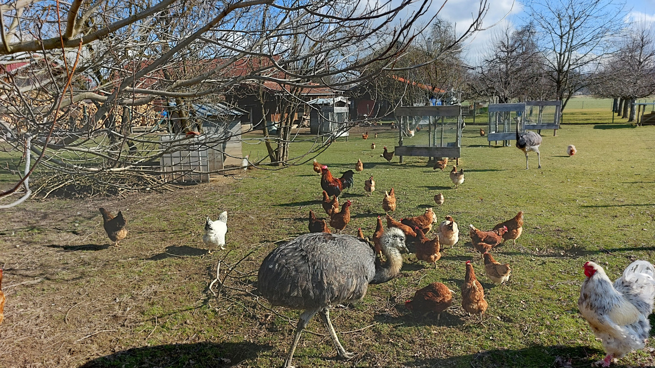 Tiere