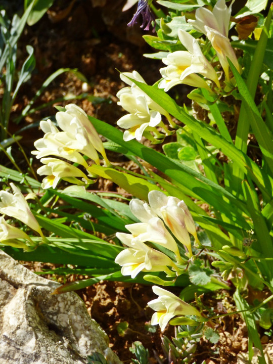 Frühling