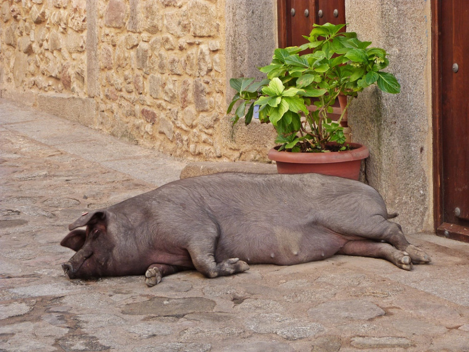glückliche sau in La Alberca
