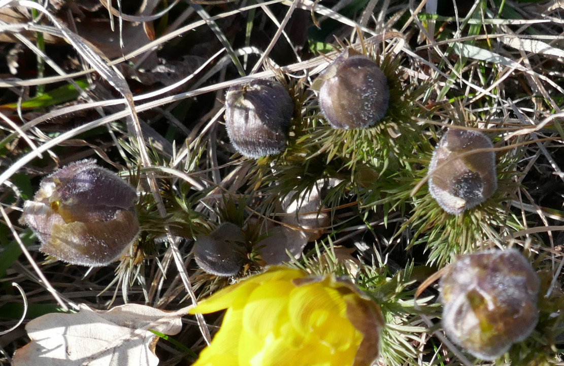 Adonisröschen im Aufblühen (1)