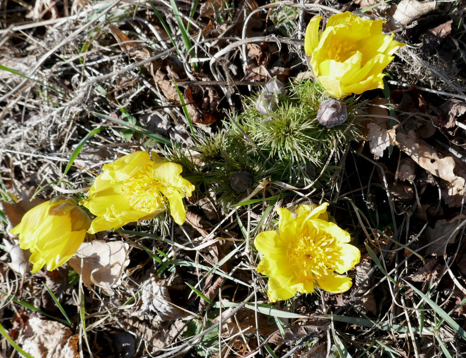 Adonisröschen im Aufblühen (3)