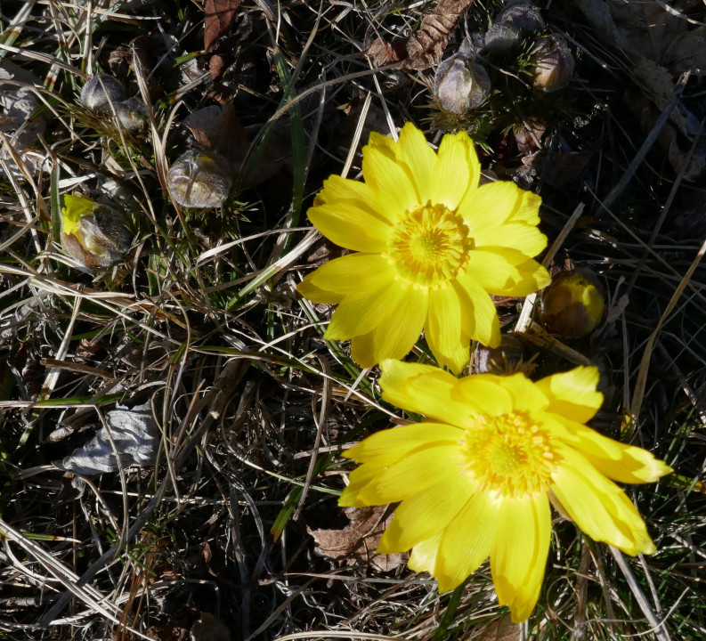 Adonisröschen im Aufblühen (2)