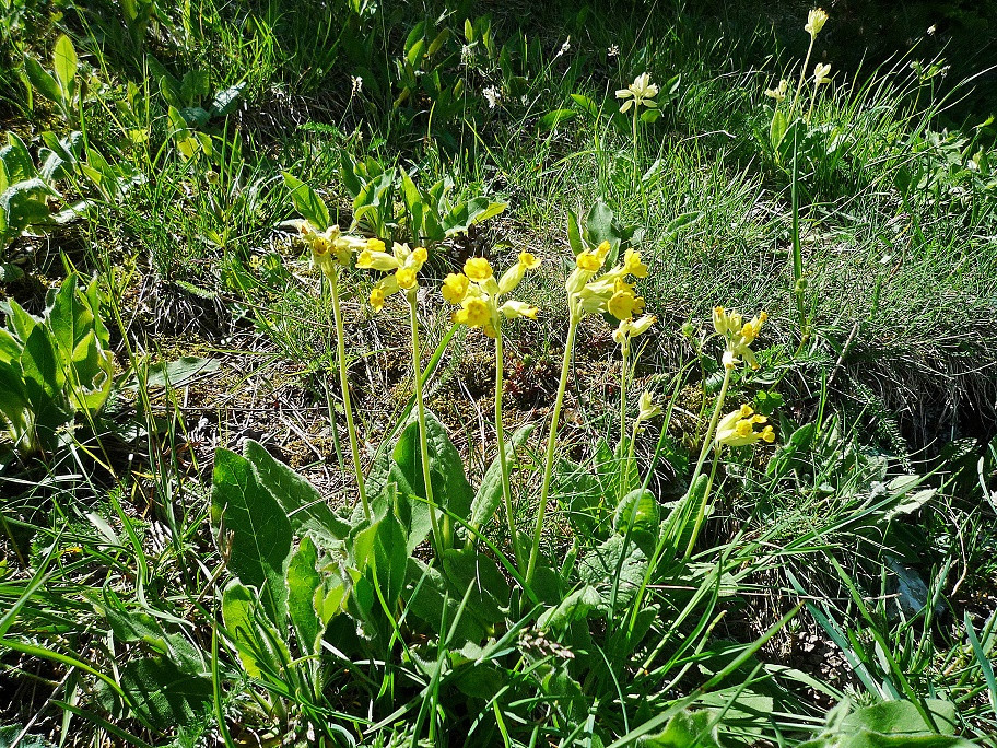 Schlüsselblumen