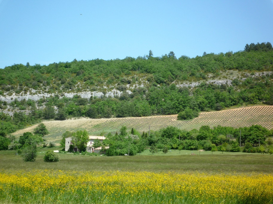 Lavendelfelder
