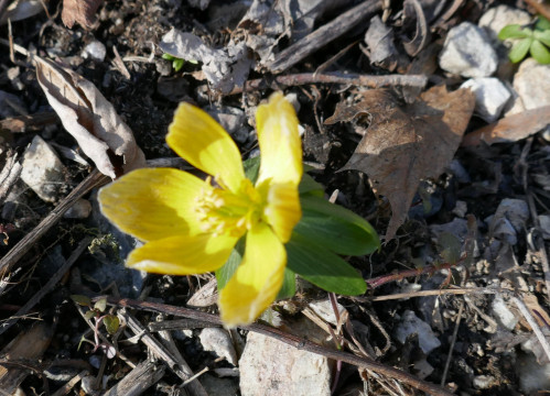 noch ein Winterling