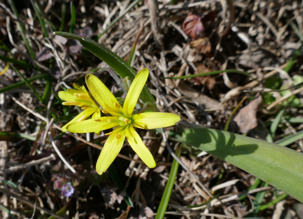 Wiesen-Gelbstern, Gagea pratensis