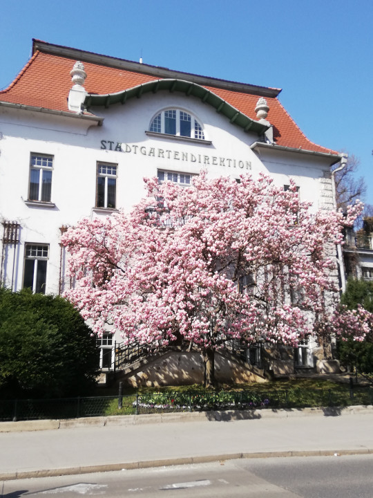 Magnolia