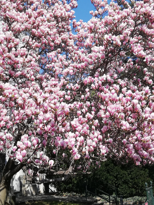Magnolia