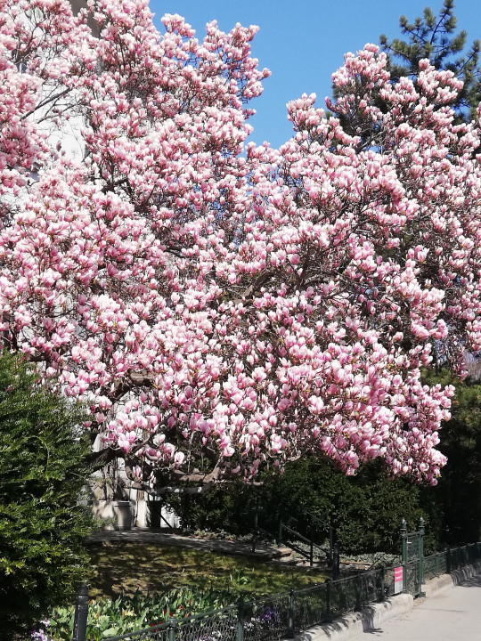 Magnolia