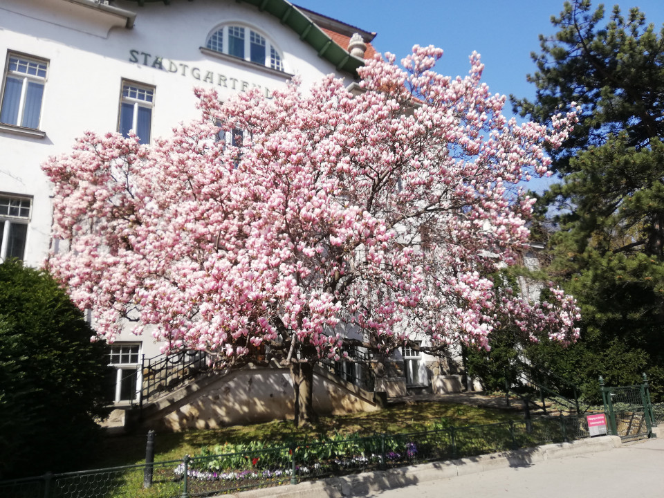 Magnolia