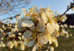 Wilde Kirsche 27.3.22