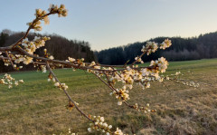 Wilde Kirsche 27.3.22