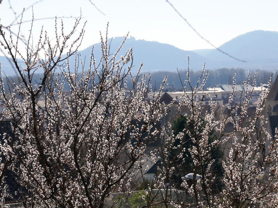Wachau 2022 Mandelblüte usw