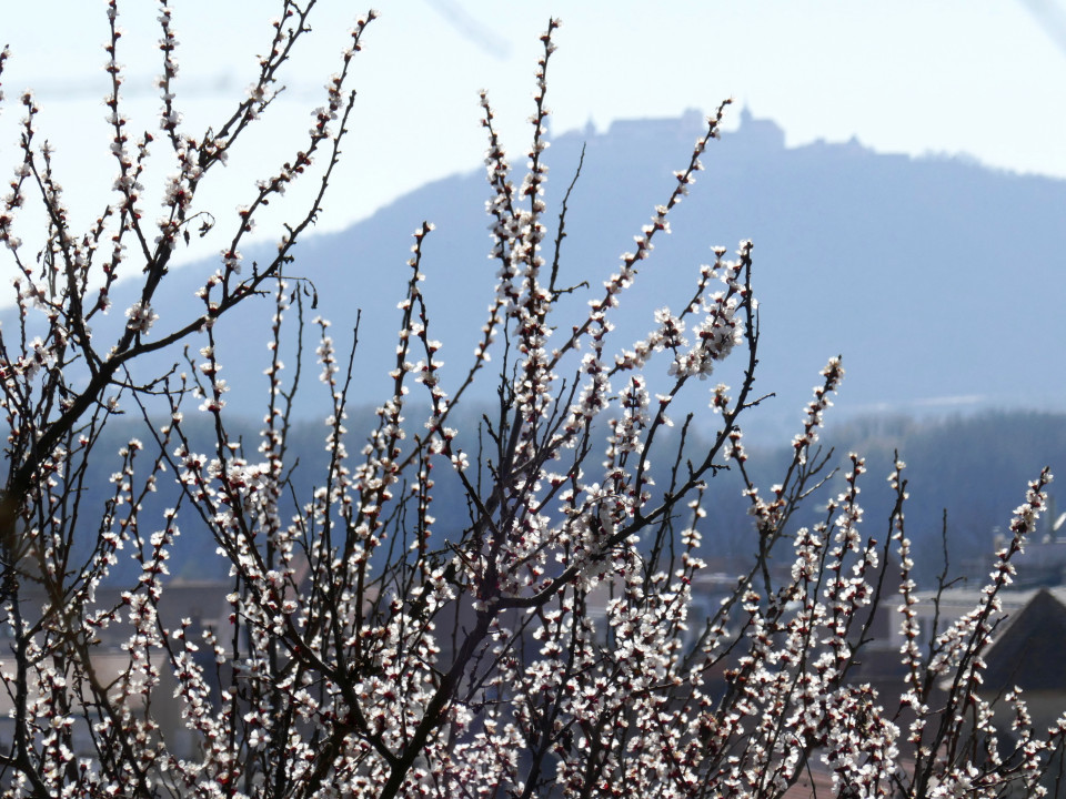 Wachau 2022 Mandelblüte usw