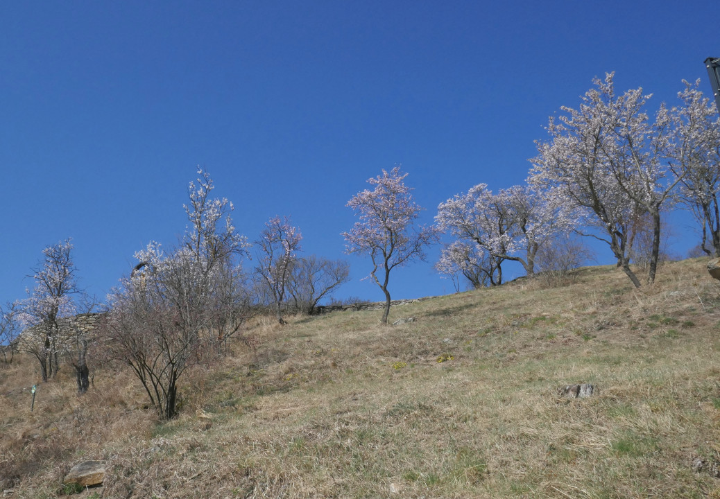 Wachau 2022 Mandelblüte usw