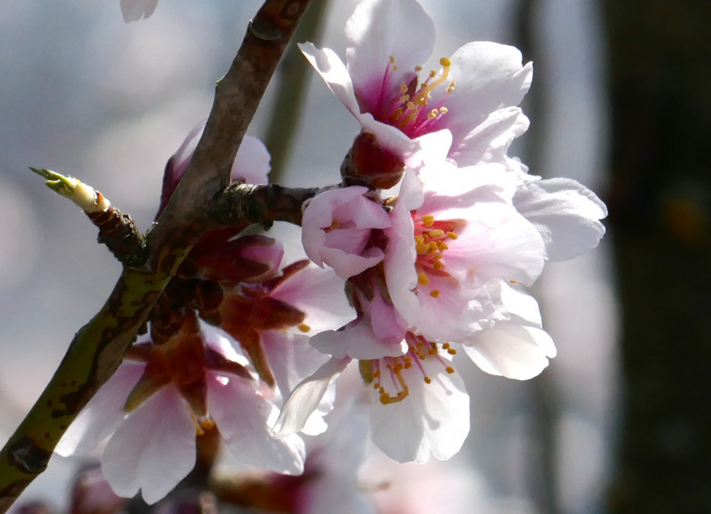 Wachau - Mandelblüte usw