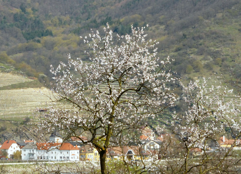 Marillenblüte 2016 (2)