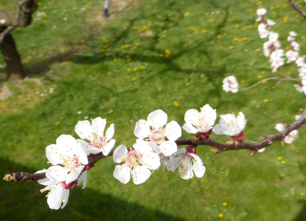 Marillenblüte 2016 (5)