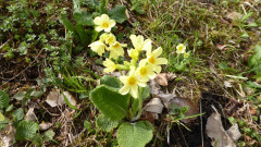 Sankt Nikolaus bei Ebbs