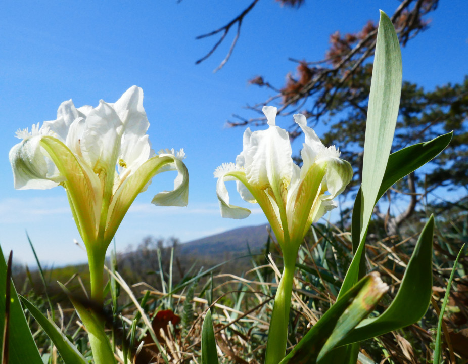 Iris pumila