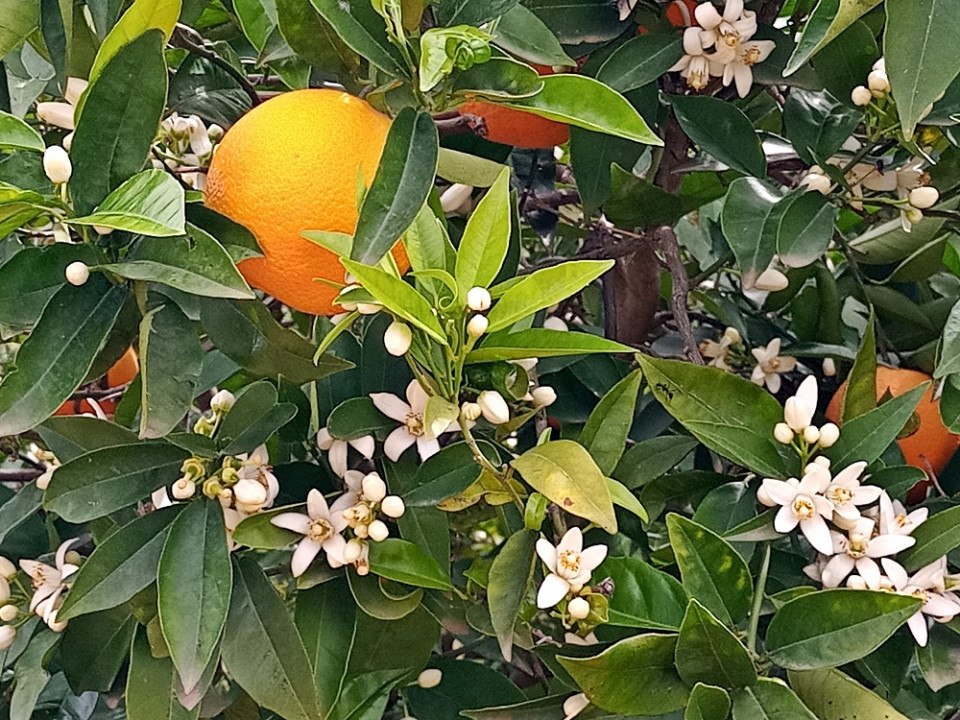 Orangenblüte