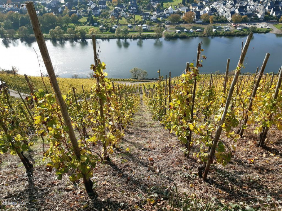 103_Zell Mosel