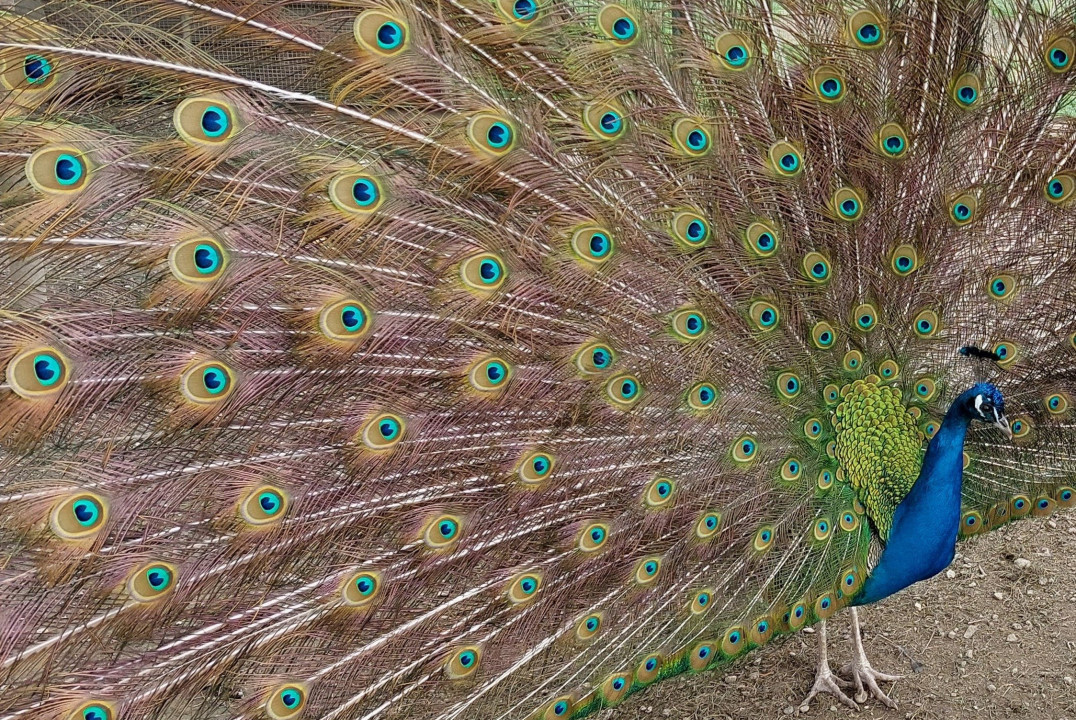 Pfau