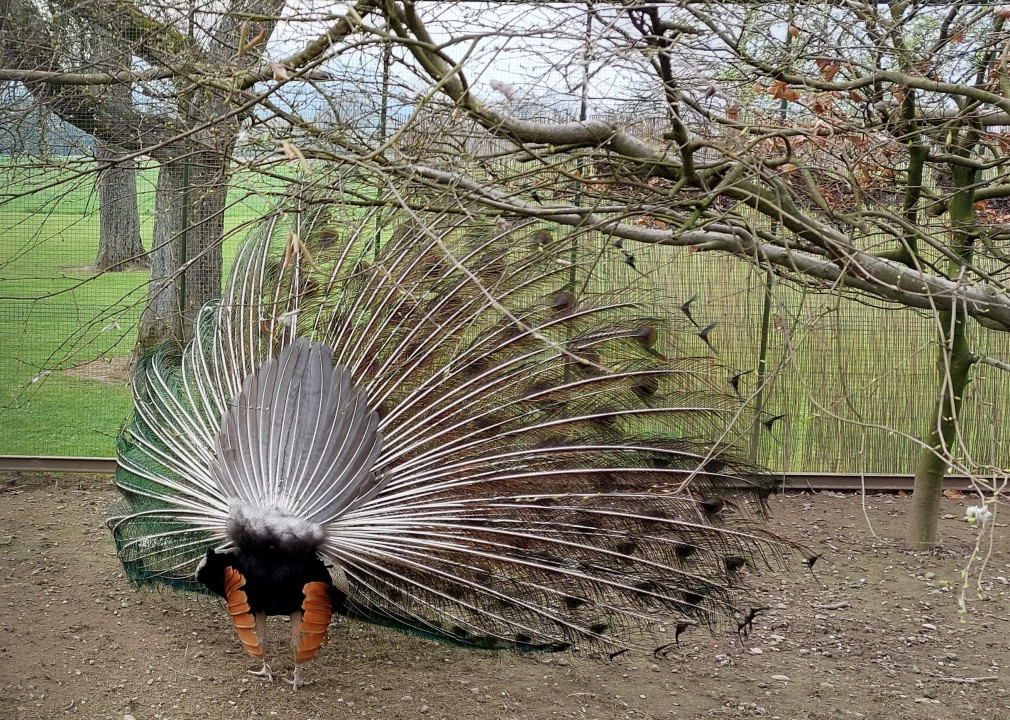 Pfau