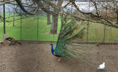 Pfau