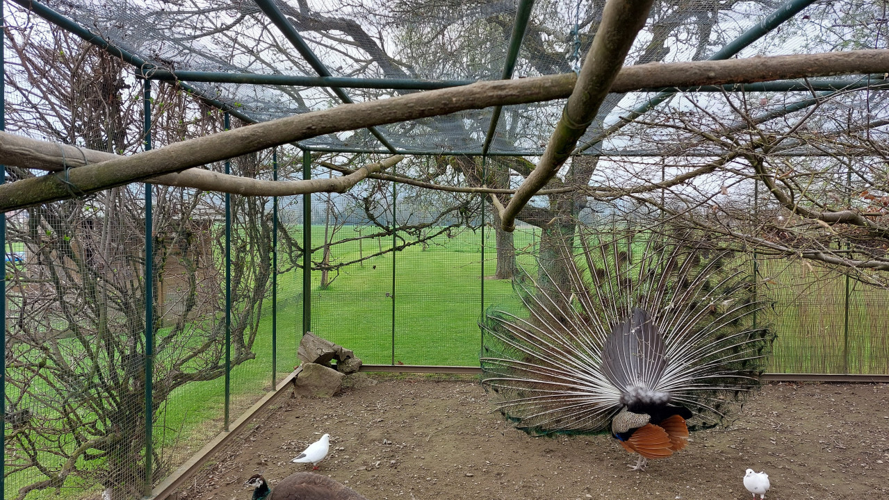 Pfau