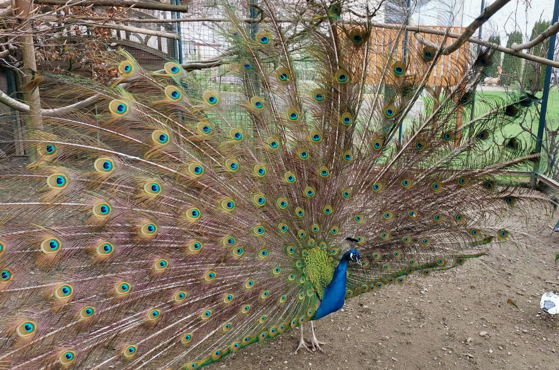 Pfau