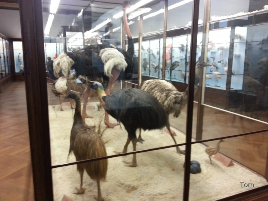 Naturhistorisches Museum