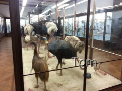 Naturhistorisches Museum