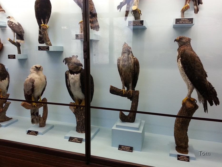 Naturhistorisches Museum