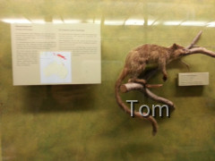Naturhistorisches Museum