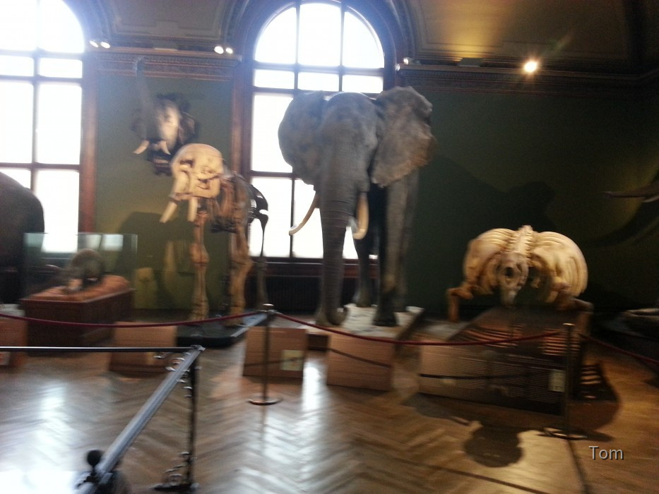 Naturhistorisches Museum