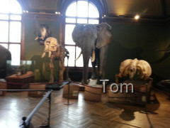 Naturhistorisches Museum