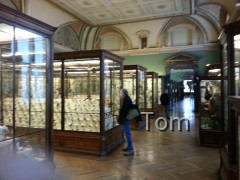Naturhistorisches Museum